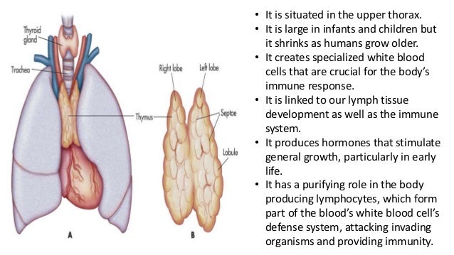 Immune system attaching thyroid