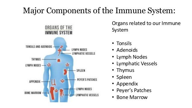 Immune system