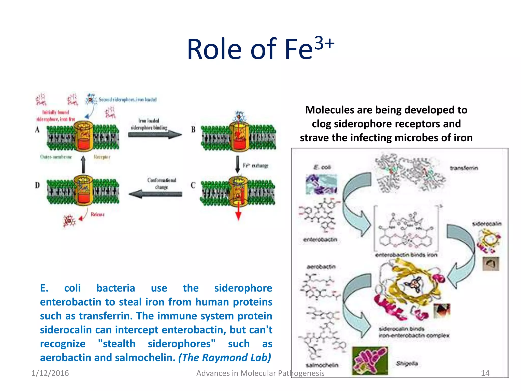 Role of Fe3+
E. coli bacteria use the siderophore
enterobactin to steal iron from human proteins
such as transferrin. The immune system protein
siderocalin can intercept enterobactin, but can't
recognize "stealth siderophores" such as
aerobactin and salmochelin. (The Raymond Lab)
Molecules are being developed to
clog siderophore receptors and
strave the infecting microbes of iron
141/12/2016 Advances in Molecular Pathogenesis
 