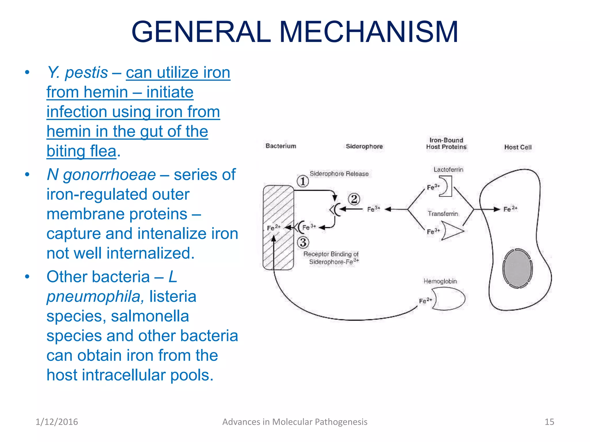 GENERAL MECHANISM
• Y. pestis – can utilize iron
from hemin – initiate
infection using iron from
hemin in the gut of the
biting flea.
• N gonorrhoeae – series of
iron-regulated outer
membrane proteins –
capture and intenalize iron
not well internalized.
• Other bacteria – L
pneumophila, listeria
species, salmonella
species and other bacteria
can obtain iron from the
host intracellular pools.
151/12/2016 Advances in Molecular Pathogenesis
 
