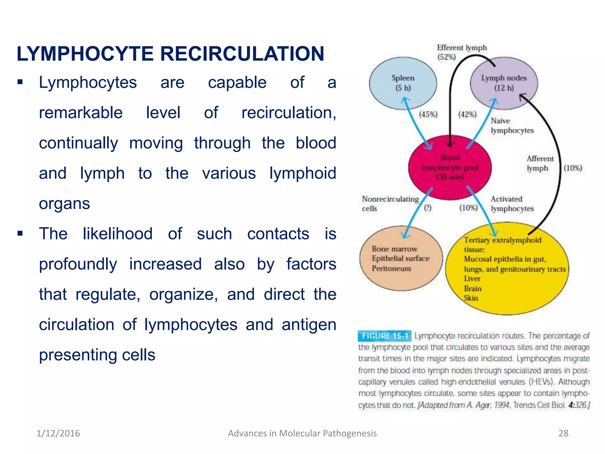 LYMPHOCYTE RECIRCULATION
 Lymphocytes are capable of a
remarkable level of recirculation,
continually moving through the blood
and lymph to the various lymphoid
organs
 The likelihood of such contacts is
profoundly increased also by factors
that regulate, organize, and direct the
circulation of lymphocytes and antigen
presenting cells
28Advances in Molecular Pathogenesis1/12/2016
 