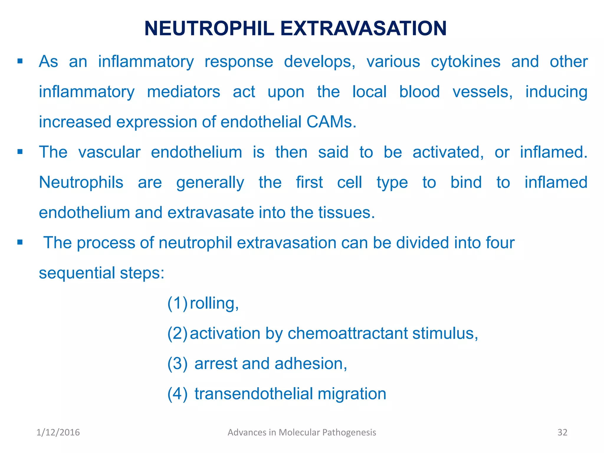 NEUTROPHIL EXTRAVASATION
 As an inflammatory response develops, various cytokines and other
inflammatory mediators act upon the local blood vessels, inducing
increased expression of endothelial CAMs.
 The vascular endothelium is then said to be activated, or inflamed.
Neutrophils are generally the first cell type to bind to inflamed
endothelium and extravasate into the tissues.
 The process of neutrophil extravasation can be divided into four
sequential steps:
(1)rolling,
(2)activation by chemoattractant stimulus,
(3) arrest and adhesion,
(4) transendothelial migration
32Advances in Molecular Pathogenesis1/12/2016
 