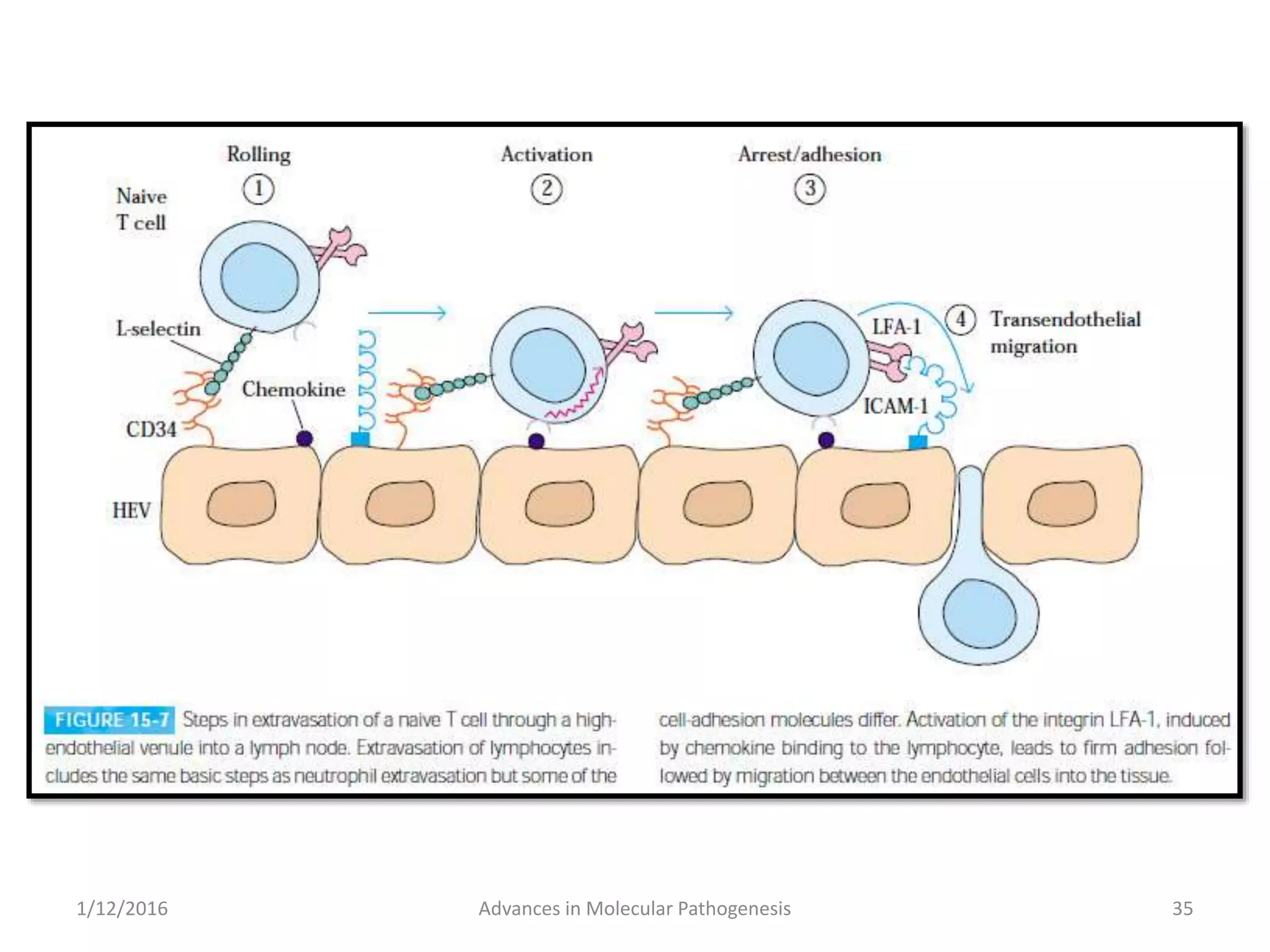 35Advances in Molecular Pathogenesis1/12/2016
 