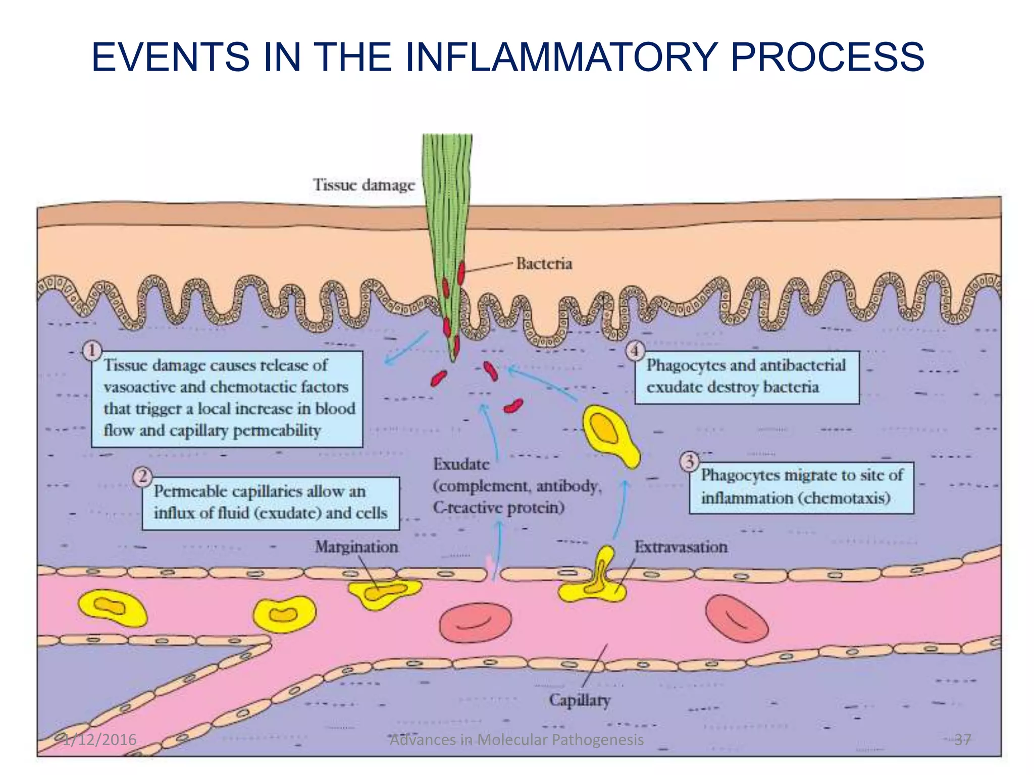 EVENTS IN THE INFLAMMATORY PROCESS
37Advances in Molecular Pathogenesis1/12/2016
 