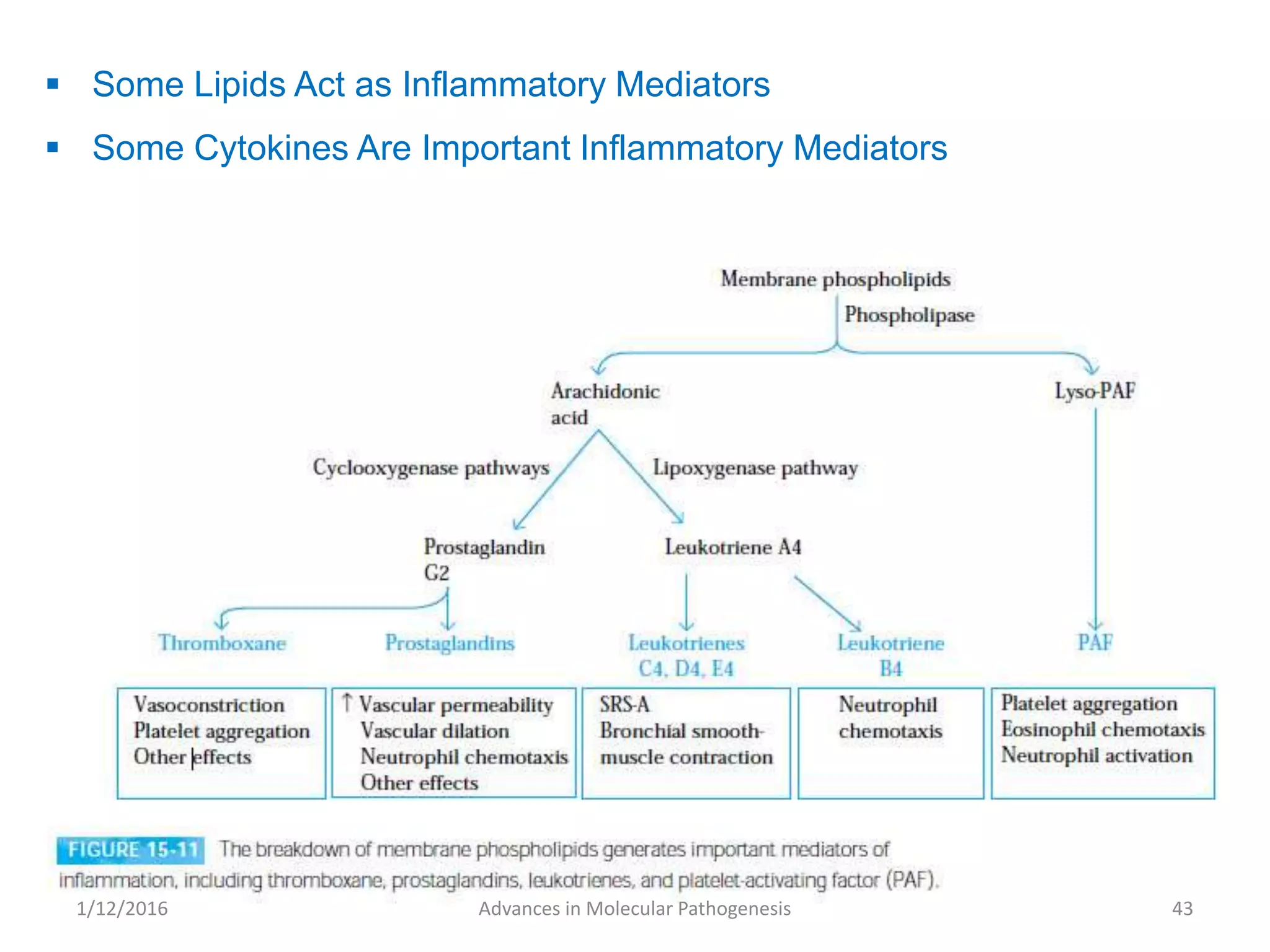  Some Lipids Act as Inflammatory Mediators
 Some Cytokines Are Important Inflammatory Mediators
43Advances in Molecular Pathogenesis1/12/2016
 