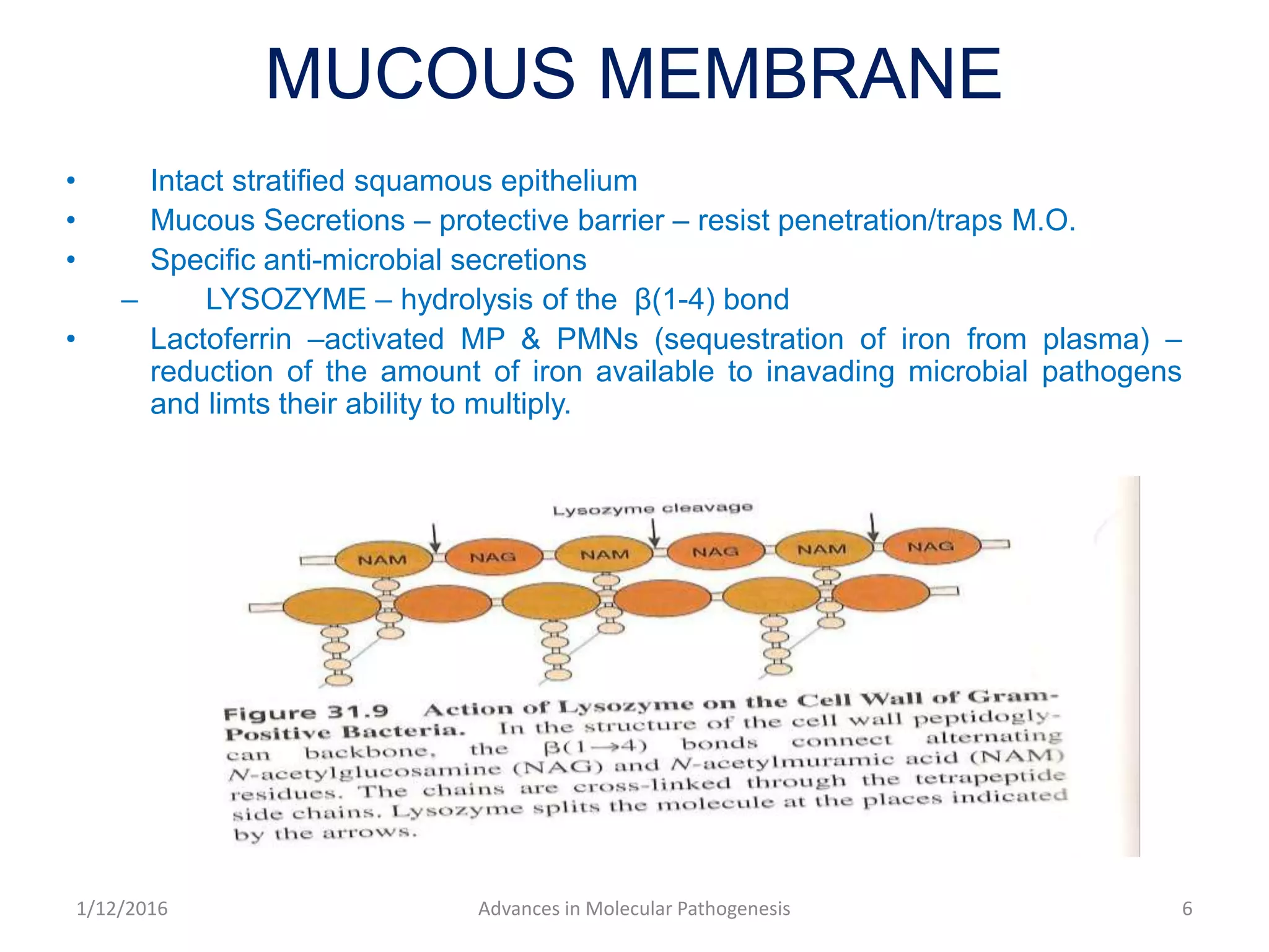 MUCOUS MEMBRANE
• Intact stratified squamous epithelium
• Mucous Secretions – protective barrier – resist penetration/traps M.O.
• Specific anti-microbial secretions
– LYSOZYME – hydrolysis of the β(1-4) bond
• Lactoferrin –activated MP & PMNs (sequestration of iron from plasma) –
reduction of the amount of iron available to inavading microbial pathogens
and limts their ability to multiply.
6Advances in Molecular Pathogenesis1/12/2016
 