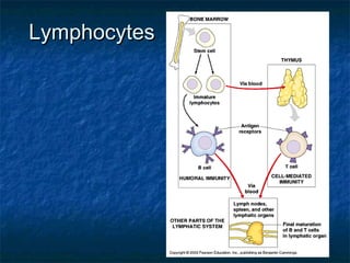 LymphocytesLymphocytes
 