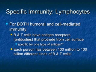 Specific Immunity: LymphocytesSpecific Immunity: Lymphocytes
 For BOTH humoral and cell-mediatedFor BOTH humoral and cell-mediated
immunityimmunity
 B & T cells have antigen receptorsB & T cells have antigen receptors
(antibodies) that protrude from cell surface(antibodies) that protrude from cell surface
 specific for one type of antigen**specific for one type of antigen**
 Each person has between 100 million to 100Each person has between 100 million to 100
billion different kinds of B & T cells!billion different kinds of B & T cells!
 