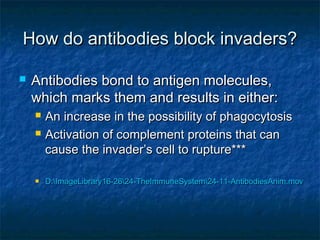 How do antibodies block invaders?How do antibodies block invaders?
 Antibodies bond to antigen molecules,Antibodies bond to antigen molecules,
which marks them and results in either:which marks them and results in either:
 An increase in the possibility of phagocytosisAn increase in the possibility of phagocytosis
 Activation of complement proteins that canActivation of complement proteins that can
cause the invader’s cell to rupture***cause the invader’s cell to rupture***
 D:ImageLibrary16-2624-TheImmuneSystem24-11-AntibodiesAnim.movD:ImageLibrary16-2624-TheImmuneSystem24-11-AntibodiesAnim.mov
 