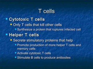 T cellsT cells
 Cytotoxic T cellsCytotoxic T cells
 Only T cells that kill other cellsOnly T cells that kill other cells
 Synthesize a protein that ruptures infected cellSynthesize a protein that ruptures infected cell
 Helper T cellsHelper T cells
 Secrete stimulatory proteins that helpSecrete stimulatory proteins that help
 Promote production of more helper T cells andPromote production of more helper T cells and
memory cellsmemory cells
 Activate cytotoxic T cellsActivate cytotoxic T cells
 Stimulate B cells to produce antibodiesStimulate B cells to produce antibodies
 