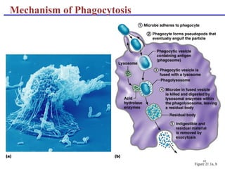 10
Mechanism of Phagocytosis
Figure 21.1a, b
 