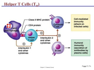 Chapter 21, Immune System 101
Helper T Cells (TH)
Figure 21.17a
 