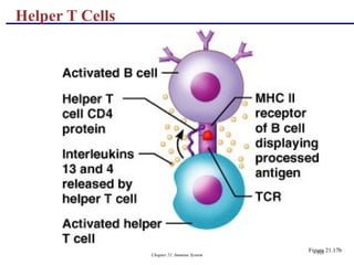 Chapter 21, Immune System 103
Helper T Cells
Figure 21.17b
 