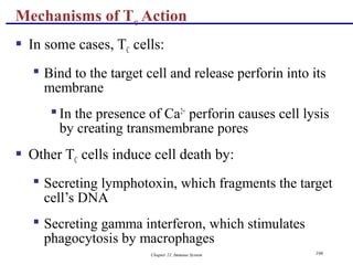 Chapter 21, Immune System 106
 In some cases, TC cells:
 Bind to the target cell and release perforin into its
membrane
 In the presence of Ca2+
perforin causes cell lysis
by creating transmembrane pores
 Other TC cells induce cell death by:
 Secreting lymphotoxin, which fragments the target
cell’s DNA
 Secreting gamma interferon, which stimulates
phagocytosis by macrophages
Mechanisms of Tc Action
 