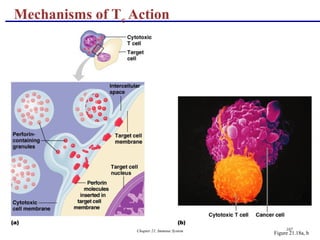 Chapter 21, Immune System 107
Mechanisms of Tc Action
Figure 21.18a, b
 