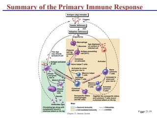 Chapter 21, Immune System 109
Summary of the Primary Immune Response
Figure 21.19
 