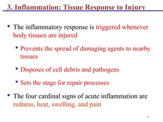 12
3. Inflammation: Tissue Response to Injury
 The inflammatory response is triggered whenever
body tissues are injured
 Prevents the spread of damaging agents to nearby
tissues
 Disposes of cell debris and pathogens
 Sets the stage for repair processes
 The four cardinal signs of acute inflammation are
redness, heat, swelling, and pain
 
