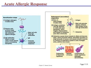 Chapter 21, Immune System 126
Acute Allergic Response
Figure 21.20
 