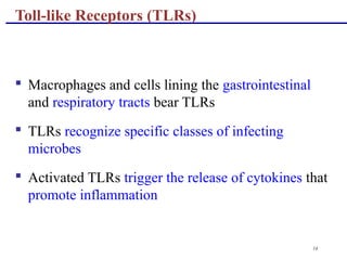 14
Toll-like Receptors (TLRs)
 Macrophages and cells lining the gastrointestinal
and respiratory tracts bear TLRs
 TLRs recognize specific classes of infecting
microbes
 Activated TLRs trigger the release of cytokines that
promote inflammation
 