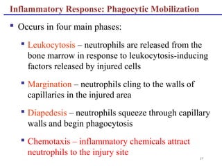 17
 Occurs in four main phases:
 Leukocytosis – neutrophils are released from the
bone marrow in response to leukocytosis-inducing
factors released by injured cells
 Margination – neutrophils cling to the walls of
capillaries in the injured area
 Diapedesis – neutrophils squeeze through capillary
walls and begin phagocytosis
 Chemotaxis – inflammatory chemicals attract
neutrophils to the injury site
Inflammatory Response: Phagocytic Mobilization
 