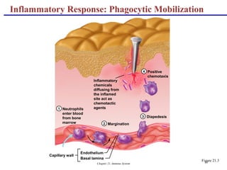 Chapter 21, Immune System 18
Neutrophils
enter blood
from bone
marrow
1
2
3
4
Margination
Diapedesis
Positive
chemotaxis
Capillary wall
Endothelium
Basal lamina
Inflammatory
chemicals
diffusing from
the inflamed
site act as
chemotactic
agents
Inflammatory Response: Phagocytic Mobilization
Figure 21.3
 