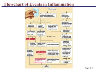 19
Flowchart of Events in Inflammation
Figure 21.2
 