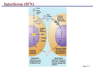 22
Interferon (IFN)
Figure 21.4
 