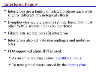 23
Interferon Family
 Interferons are a family of related proteins each with
slightly different physiological effects
 Lymphocytes secrete gamma (γ) interferon, but most
other WBCs secrete alpha (α) interferon
 Fibroblasts secrete beta (β) interferon
 Interferons also activate macrophages and mobilize
NKs
 FDA-approved alpha IFN is used:
 As an antiviral drug against hepatitis C virus
 To treat genital warts caused by the herpes virus
 