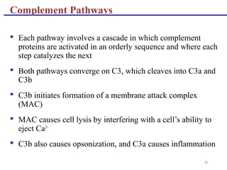 27
 Each pathway involves a cascade in which complement
proteins are activated in an orderly sequence and where each
step catalyzes the next
 Both pathways converge on C3, which cleaves into C3a and
C3b
 C3b initiates formation of a membrane attack complex
(MAC)
 MAC causes cell lysis by interfering with a cell’s ability to
eject Ca2+
 C3b also causes opsonization, and C3a causes inflammation
Complement Pathways
 