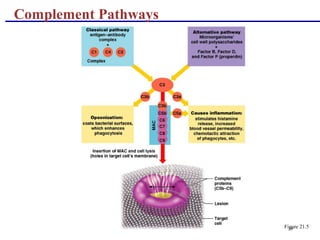 28
Complement Pathways
Figure 21.5
 