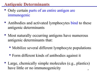 38
 Only certain parts of an entire antigen are
immunogenic
 Antibodies and activated lymphocytes bind to these
antigenic determinants
 Most naturally occurring antigens have numerous
antigenic determinants that:
 Mobilize several different lymphocyte populations
 Form different kinds of antibodies against it
 Large, chemically simple molecules (e.g., plastics)
have little or no immunogenicity
Antigenic Determinants
 