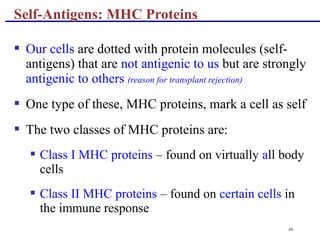 40
 Our cells are dotted with protein molecules (self-
antigens) that are not antigenic to us but are strongly
antigenic to others (reason for transplant rejection)
 One type of these, MHC proteins, mark a cell as self
 The two classes of MHC proteins are:
 Class I MHC proteins – found on virtually all body
cells
 Class II MHC proteins – found on certain cells in
the immune response
Self-Antigens: MHC Proteins
 