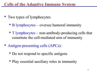 42
 Two types of lymphocytes
 B lymphocytes – oversee humoral immunity
 T lymphocytes – non-antibody-producing cells that
constitute the cell-mediated arm of immunity
 Antigen-presenting cells (APCs):
 Do not respond to specific antigens
 Play essential auxiliary roles in immunity
Cells of the Adaptive Immune System
 