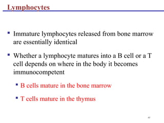 43
 Immature lymphocytes released from bone marrow
are essentially identical
 Whether a lymphocyte matures into a B cell or a T
cell depends on where in the body it becomes
immunocompetent
 B cells mature in the bone marrow
 T cells mature in the thymus
Lymphocytes
 