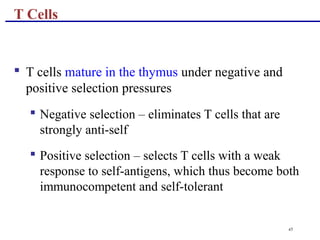 45
 T cells mature in the thymus under negative and
positive selection pressures
 Negative selection – eliminates T cells that are
strongly anti-self
 Positive selection – selects T cells with a weak
response to self-antigens, which thus become both
immunocompetent and self-tolerant
T Cells
 