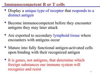 47
 Display a unique type of receptor that responds to a
distinct antigen
 Become immunocompetent before they encounter
antigens they may later attack
 Are exported to secondary lymphoid tissue where
encounters with antigens occur
 Mature into fully functional antigen-activated cells
upon binding with their recognized antigen
 It is genes, not antigens, that determine which
foreign substances our immune system will
recognize and resist
Immunocompetent B or T cells
 