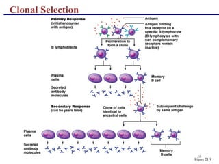 53
Clonal Selection
Figure 21.9
 