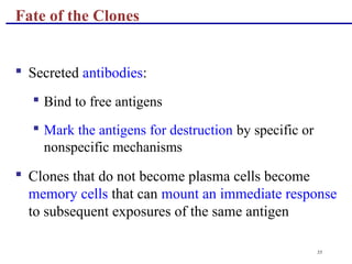 55
 Secreted antibodies:
 Bind to free antigens
 Mark the antigens for destruction by specific or
nonspecific mechanisms
 Clones that do not become plasma cells become
memory cells that can mount an immediate response
to subsequent exposures of the same antigen
Fate of the Clones
 