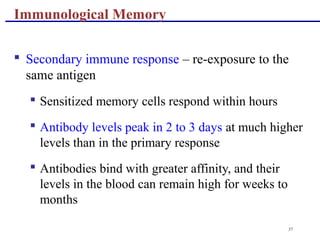 57
 Secondary immune response – re-exposure to the
same antigen
 Sensitized memory cells respond within hours
 Antibody levels peak in 2 to 3 days at much higher
levels than in the primary response
 Antibodies bind with greater affinity, and their
levels in the blood can remain high for weeks to
months
Immunological Memory
 