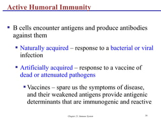 Chapter 21, Immune System 59
 B cells encounter antigens and produce antibodies
against them
 Naturally acquired – response to a bacterial or viral
infection
 Artificially acquired – response to a vaccine of
dead or attenuated pathogens
 Vaccines – spare us the symptoms of disease,
and their weakened antigens provide antigenic
determinants that are immunogenic and reactive
Active Humoral Immunity
 
