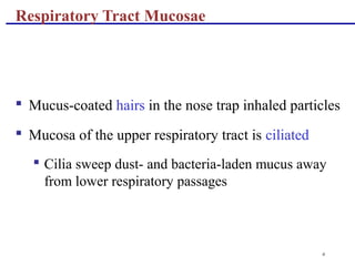 6
Respiratory Tract Mucosae
 Mucus-coated hairs in the nose trap inhaled particles
 Mucosa of the upper respiratory tract is ciliated
 Cilia sweep dust- and bacteria-laden mucus away
from lower respiratory passages
 