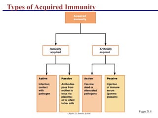 Chapter 21, Immune System 61
Types of Acquired Immunity
Figure 21.11
 