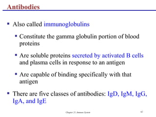 Chapter 21, Immune System 62
 Also called immunoglobulins
 Constitute the gamma globulin portion of blood
proteins
 Are soluble proteins secreted by activated B cells
and plasma cells in response to an antigen
 Are capable of binding specifically with that
antigen
 There are five classes of antibodies: IgD, IgM, IgG,
IgA, and IgE
Antibodies
 