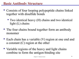 Chapter 21, Immune System 64
 Consists of four looping polypeptide chains linked
together with disulfide bonds
 Two identical heavy (H) chains and two identical
light (L) chains
 The four chains bound together form an antibody
monomer
 Each chain has a variable (V) region at one end and
a constant (C) region at the other
 Variable regions of the heavy and light chains
combine to form the antigen-binding site
Basic Antibody Structure
 