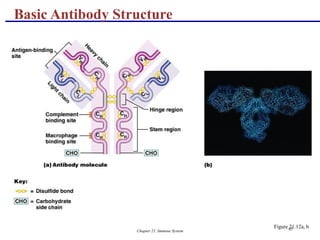 Chapter 21, Immune System 65
Basic Antibody Structure
Figure 21.12a, b
 