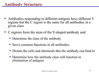 Chapter 21, Immune System 66
 Antibodies responding to different antigens have different V
regions but the C region is the same for all antibodies in a
given class
 C regions form the stem of the Y-shaped antibody and:
 Determine the class of the antibody
 Serve common functions in all antibodies
 Dictate the cells and chemicals that the antibody can bind to
 Determine how the antibody class will function in
elimination of antigens
Antibody Structure
 