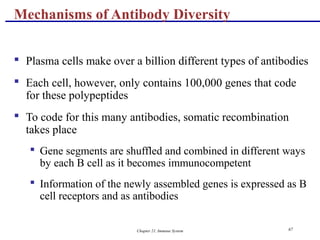 Chapter 21, Immune System 67
 Plasma cells make over a billion different types of antibodies
 Each cell, however, only contains 100,000 genes that code
for these polypeptides
 To code for this many antibodies, somatic recombination
takes place
 Gene segments are shuffled and combined in different ways
by each B cell as it becomes immunocompetent
 Information of the newly assembled genes is expressed as B
cell receptors and as antibodies
Mechanisms of Antibody Diversity
 