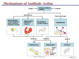 Chapter 21, Immune System 73
Mechanisms of Antibody Action
Figure 21.13
 