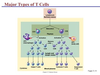Chapter 21, Immune System 77
Major Types of T Cells
Figure 21.14
 