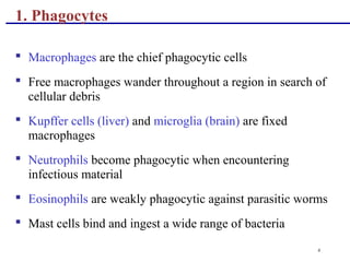 8
1. Phagocytes
 Macrophages are the chief phagocytic cells
 Free macrophages wander throughout a region in search of
cellular debris
 Kupffer cells (liver) and microglia (brain) are fixed
macrophages
 Neutrophils become phagocytic when encountering
infectious material
 Eosinophils are weakly phagocytic against parasitic worms
 Mast cells bind and ingest a wide range of bacteria
 